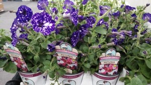 300Petunia_Night_Sky_CENTS
