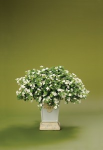 Bacopa Giant Snowflake