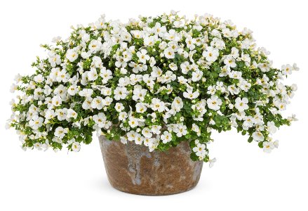 Bacopa Snow Storm
