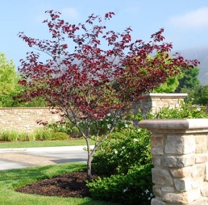 Cercis Forest Pansy Monrovia