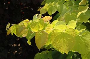 Cercis hearts of Gold Monrovia