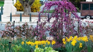 Redbud US Botanic Garden