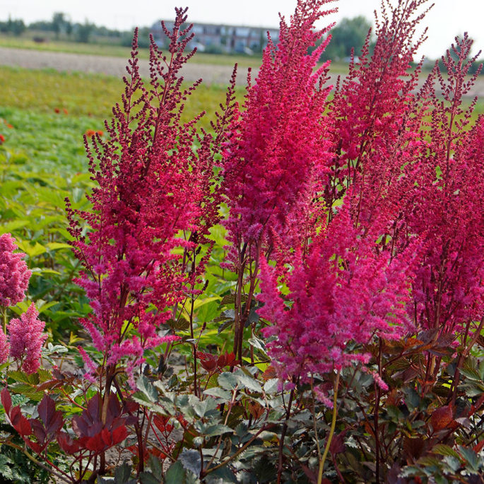 ASTILBES FOR SUN AND SHADE - Perennially Yours