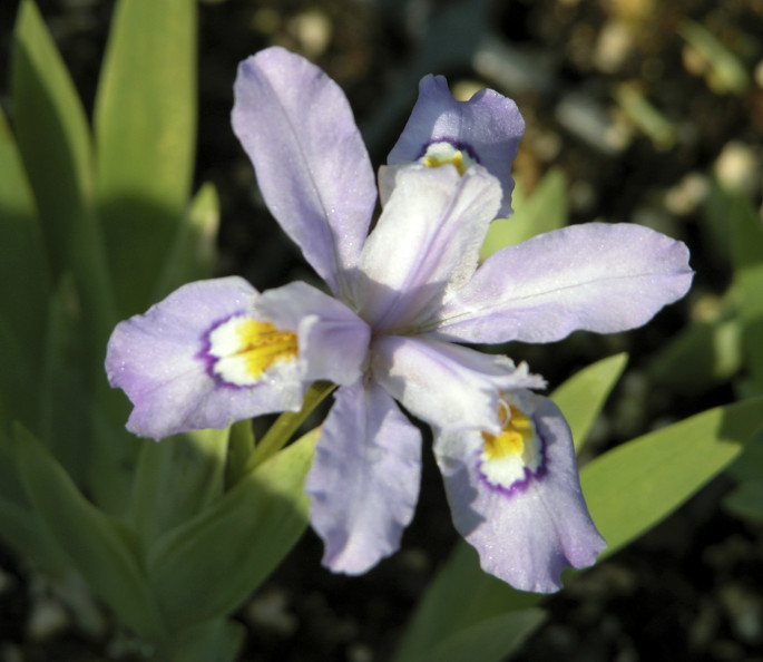 Iris cristata 'Eco Blue Bird' Sunny Border Nurseries