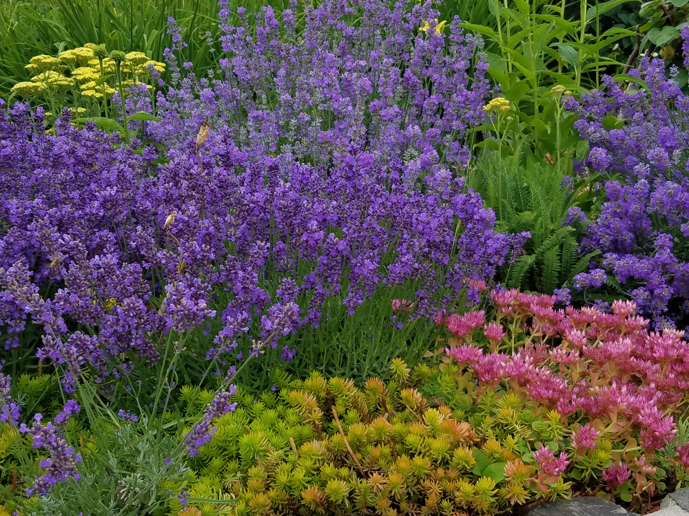 Cape-Elizabeth-lavender-two-sedums-canva-1000 Cape-Elizabeth-lavender-two-sedums-canva-1000