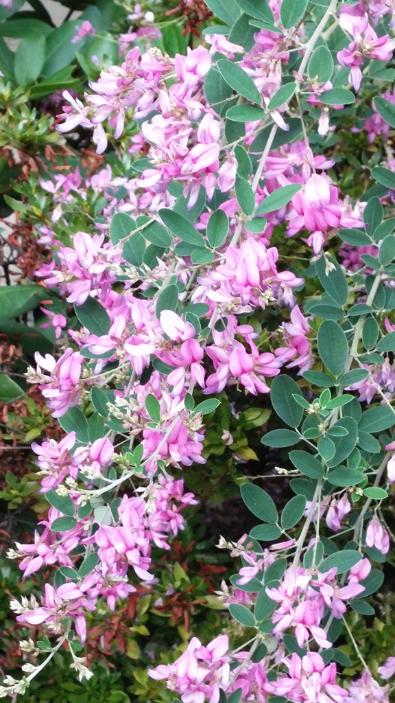 Unusual Fall Blooming Shrubs