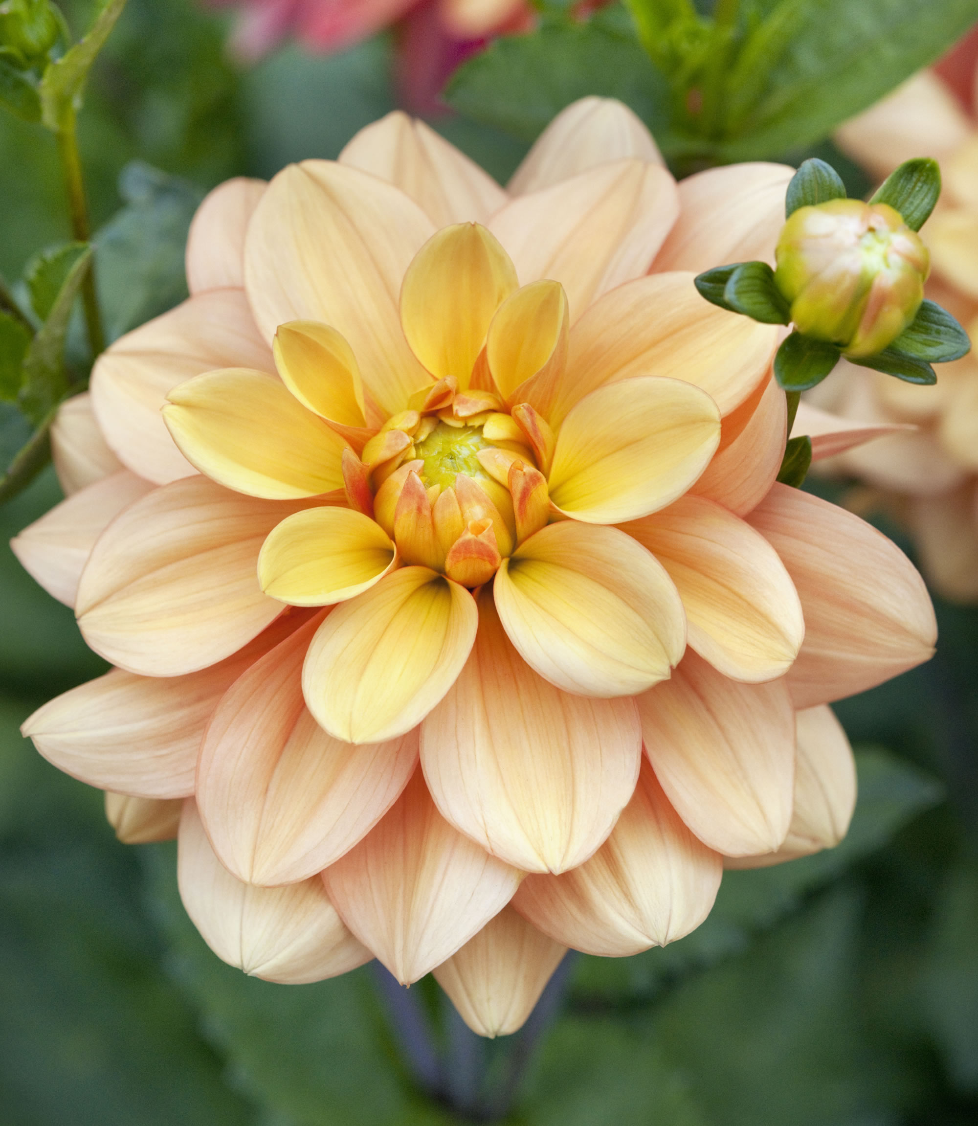 Dahlias_GardenDesign_GingerSnap_AndreaJones - Perennially Yours