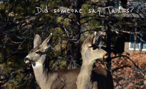 Did_Someone-Say_Taxus_Deer_Country.com. orig