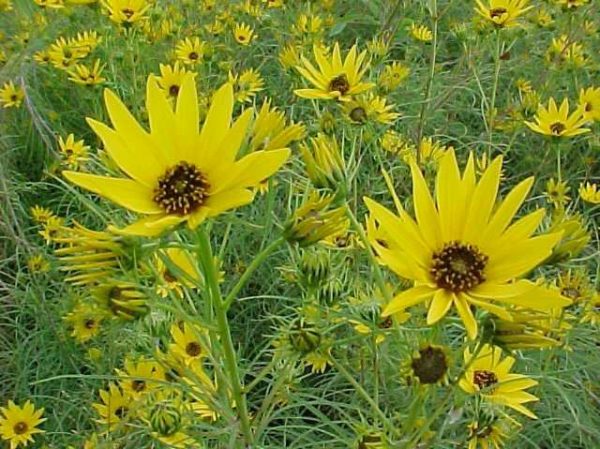 Willowleaf Sunflower - Perennially Yours