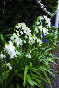 Hyacinthoides-non-scripta-white_Brent_and_beckys_bulbs