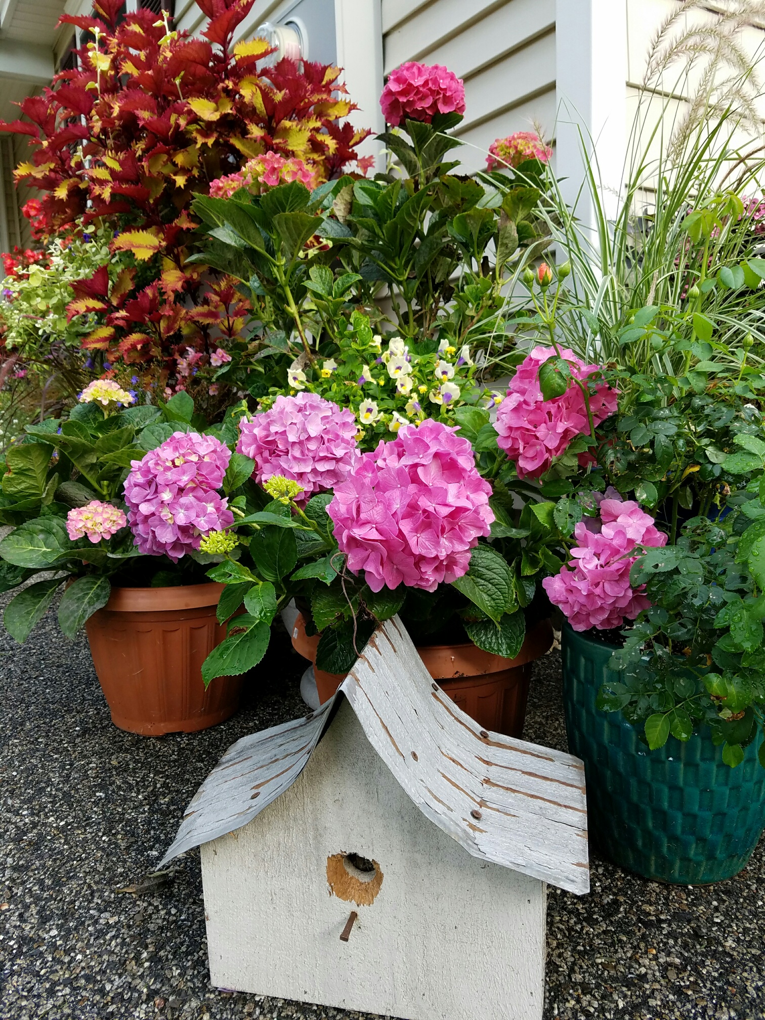 Getting mophead Hydrangeas to bloom Perennially Yours