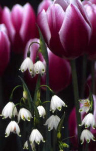 Leucojun_tulips_Brent_and_Beckys_Bulbs