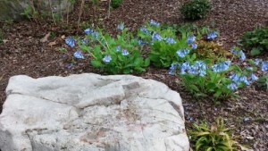 Mertensia_US_Botanic_Garden