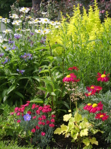 My_Gardens_Spring_May_Queen_Shasta