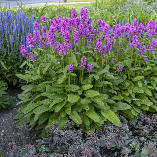 2019 Perennial of the Year Perennially Yours