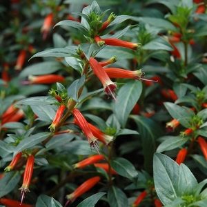 Perennially Yours Blog - Perennially Yours