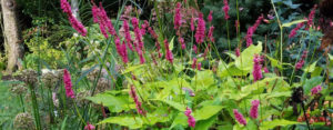 Video-cover-Twofer-Perennials-Condo-Persicaria-golden-arrowcanva-1000 Video-cover-Twofer-Perennials-Condo-Persicaria-golden-arrowcanva-1000