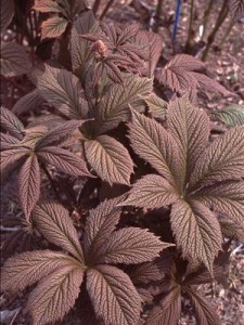 WaltersGardens-Rodgersia-pinnataChocolate-Wings