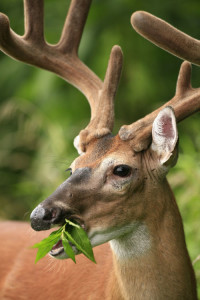deer_eating_leaves_lower_teeth_Mississ. State_Univ
