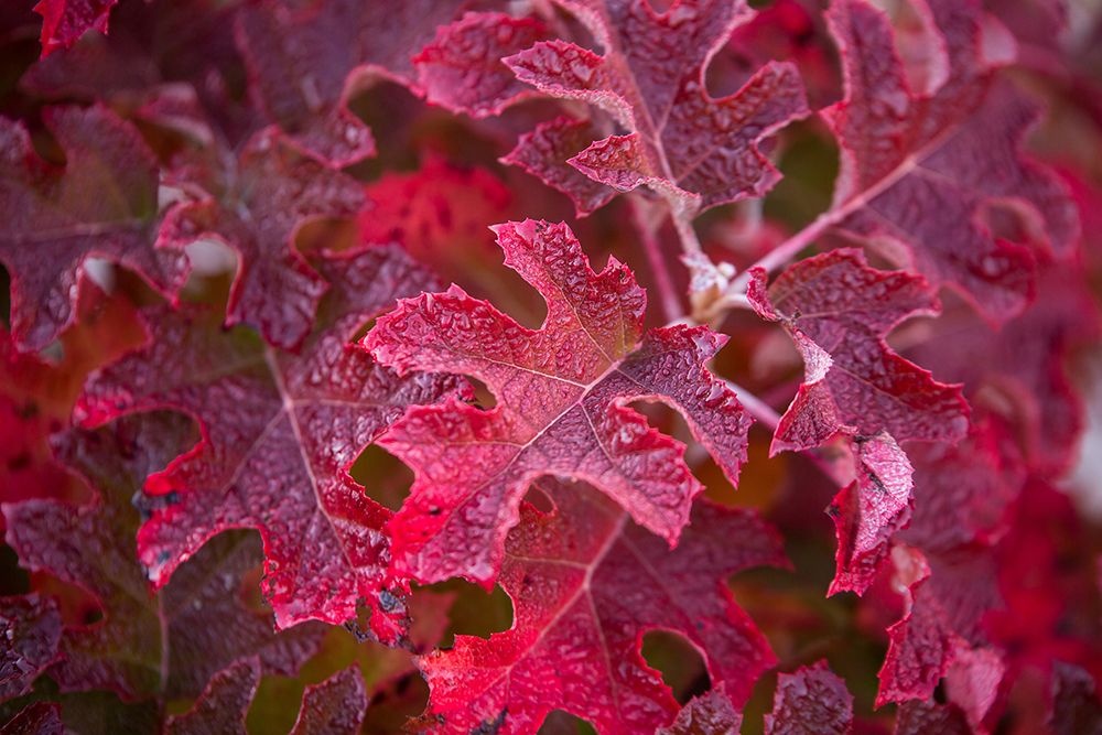 Flashy Fall Alternatives to Burning Bush Perennially Yours