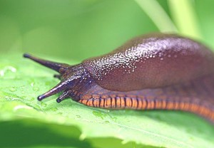 ugly slug