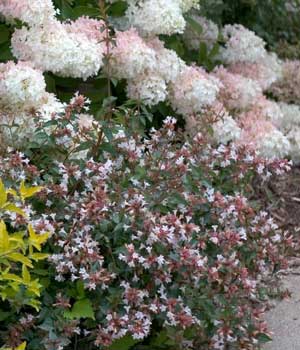 webinar-300abelia_ruby_anniversary_white_pink_hydrangea_pw