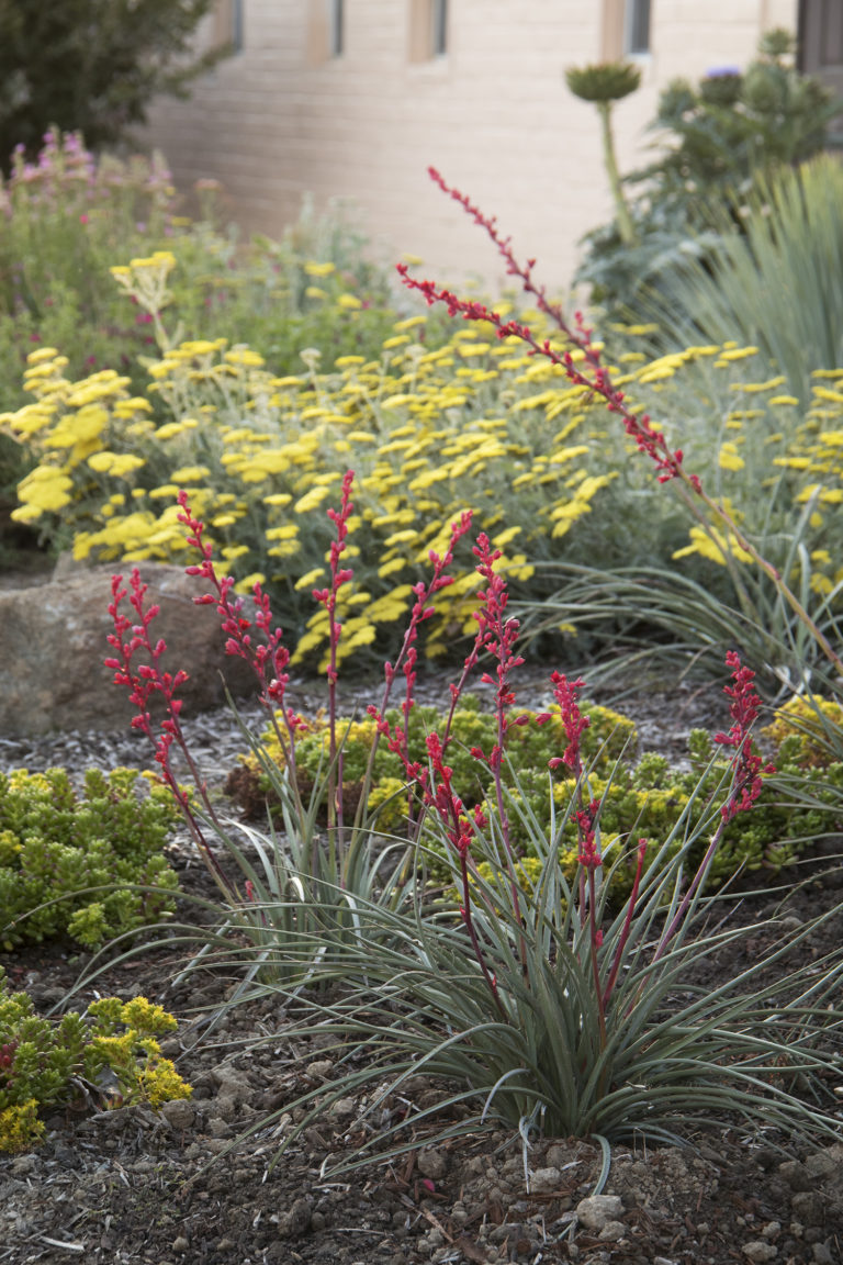 Brakelights Red Yucca Perennially Yours